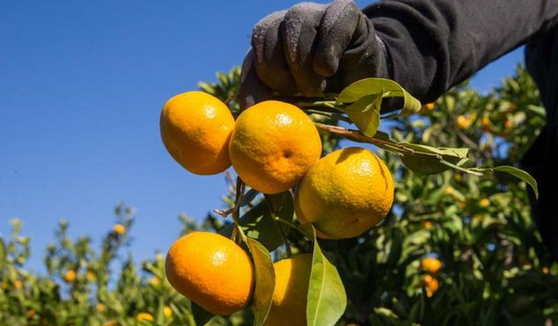 berba-mandarina