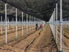 Čapljinska tvrtka Agroherc pokreće nasad žutog kivija s 11.000 sadnica